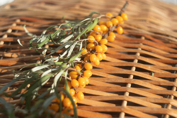 A sprig of sea buckthorn berries.
sea ​​buckthorn with ripe berries in the bright sun.