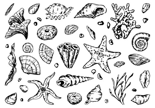 Set of starfish, shell, stones, seaweed, coral. Sketch style vector illustrations. Collection of hand drawn underwater life clip arts isolated on white background.