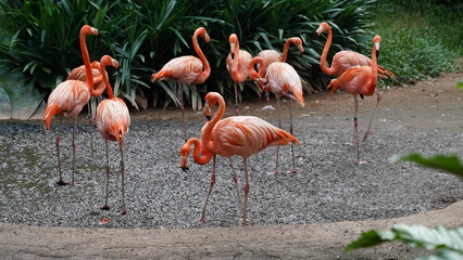 greater flamingo|Phoenicopteridae|Phoenicopterus chilensis|智利火烈鳥|智利紅鸛