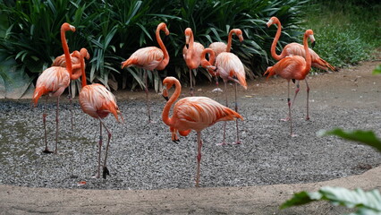 greater flamingo|Phoenicopteridae|Phoenicopterus chilensis|智利火烈鳥|智利紅鸛