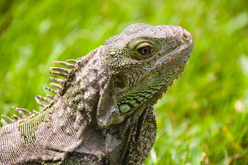 green iguana lizard on green gras on Aruba