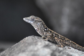 grey lizard