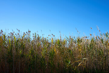 Reed in a marsh with blue sky