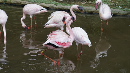 The greater flamingo|Phoenicopterus roseus|大紅鸛