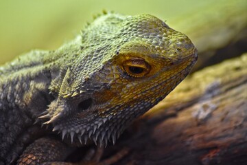 close up of a green lizard
