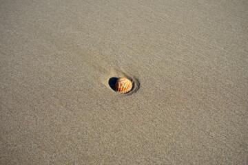 Sea shell on the beach sand