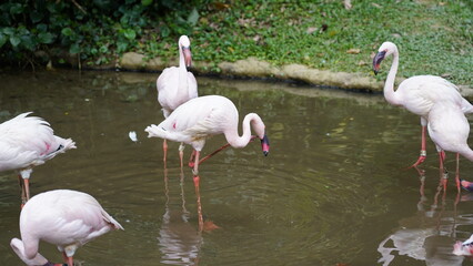 The greater flamingo|Phoenicopterus roseus|大紅鸛
