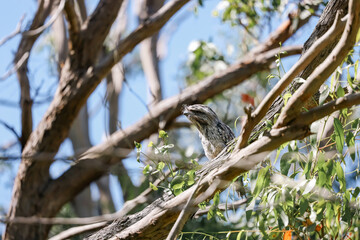 Tawny Frogmouth native Austrlalian owl variety sitting on branch in the wild