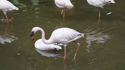 The greater flamingo|Phoenicopterus roseus|大紅鸛