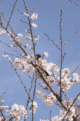 Cherry blossom and a bird in spring