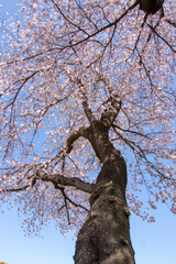 Cherry tree in spring