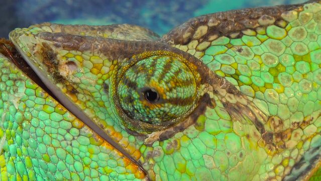 The veiled chameleon (Chamaeleo calyptratus) is a species of chameleon (Chamaeleonidae) native to the Arabian Peninsula in Yemen