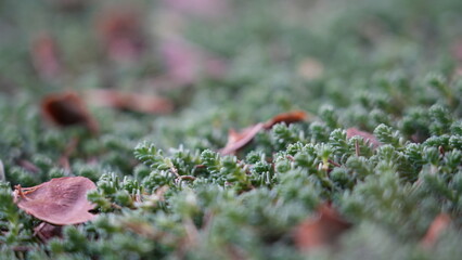 Las z bliska © cyrus8888