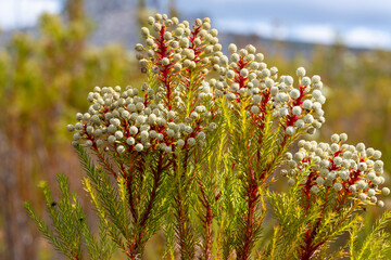 South African Flora: Berzellia sp., seen in the Western Cape of South Africa