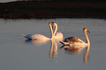 Otmoor dawn courting swans with juvenile