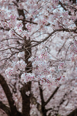 A close-up shot of a cherry blossom tree in spring
