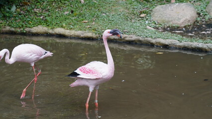The greater flamingo|Phoenicopterus roseus|大紅鸛