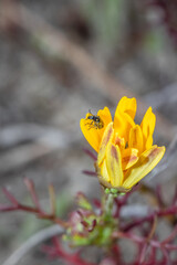 Fototapeta na wymiar Soft-winged flower beetle (genus hedybius) on a yellow African daisy flower (Osteospermum), Cape Town, South Africa