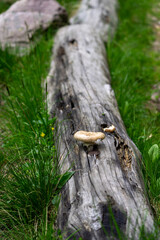 a mushroom on a tree trunk in the grass