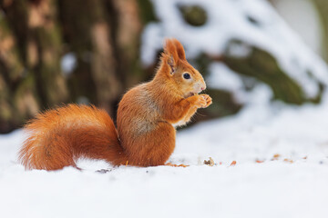 small animal Eurasian red squirrel (Sciurus vulgaris) with a nut in the snow