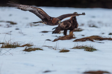 female golden eagle (Aquila chrysaetos) passes the other eagle in flight
