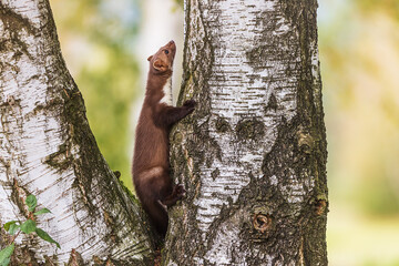 Obraz premium female beech marten (Martes foina), also known as the stone marten climbs the birch tree