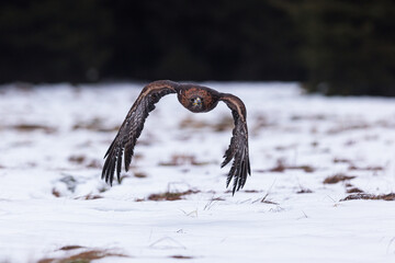 female golden eagle (Aquila chrysaetos) flying over the snow