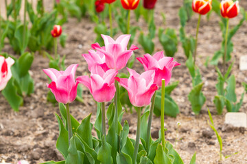 Beautiful pink tulips growing in garden, closeup. Spring season