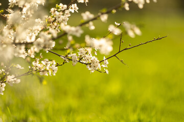 Beautiful white butterfly in flight and flowers with soft focus. Branch blossoming cherry in spring. spring nature.