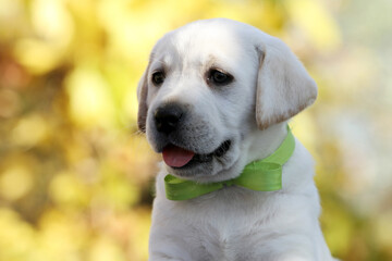 yellow labrador retriever in autumn close up