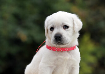 the sweet nice yellow labrador retriever in autumn close up