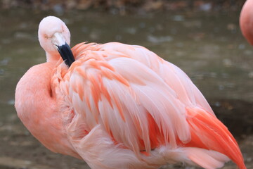 フラミンゴ