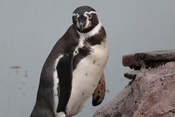 フンボルトペンギン