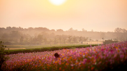 Fototapeta na wymiar A soft focus shot of the beauty of a flower garden in a misty morning.