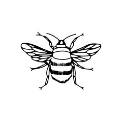 vector illustration of a bee