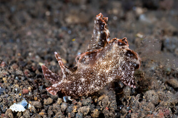 Sea hare (sea slug) - Aplysia sp. Underwater macro world of Tulamben, Bali, Indonesia.