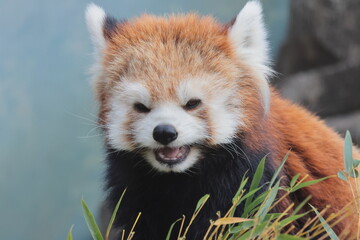 レッサーパンダ