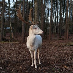 Obraz na płótnie Canvas Albino deer