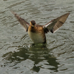 great crested grebe