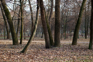 Old park. Late autumn. Fallen leaves. In anticipation of the first snow.