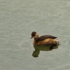 bird on the lake