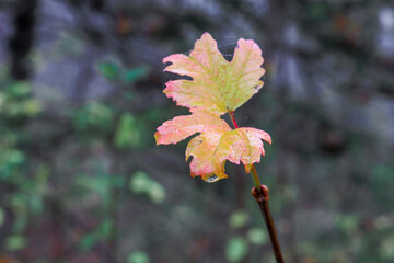 Two leaves on a maple branch in autumn colors with spider threads