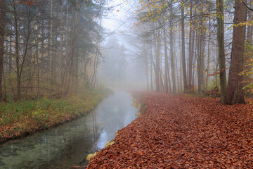 Fog over forest path with leaf covered ground near stream