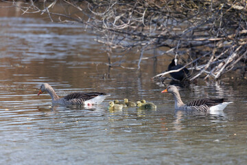 A greylag goose family with two parents and five chicks swims at the water