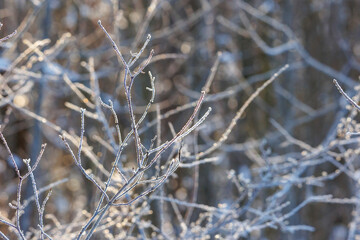 in the sun glittering frost covered branches in an icy cold forest