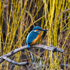 kingfisher on the branch