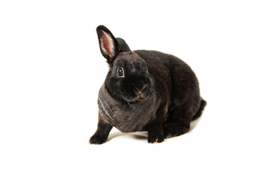 Black lonely little rabbit on white background.