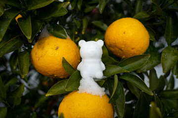 Tangerines from Jeju Island and snowman bears