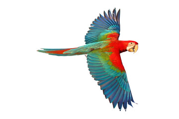 Colorful flying parrot isolated on transparent background.