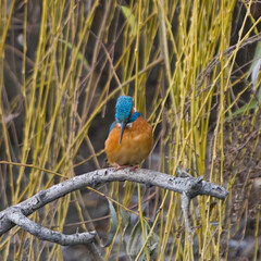 kingfisher on the branch
